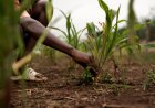 How Blockchain Could Transform Agriculture Across Africa