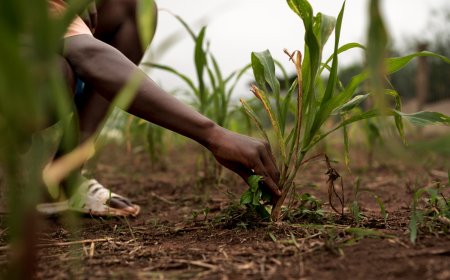 How Blockchain Could Transform Agriculture Across Africa