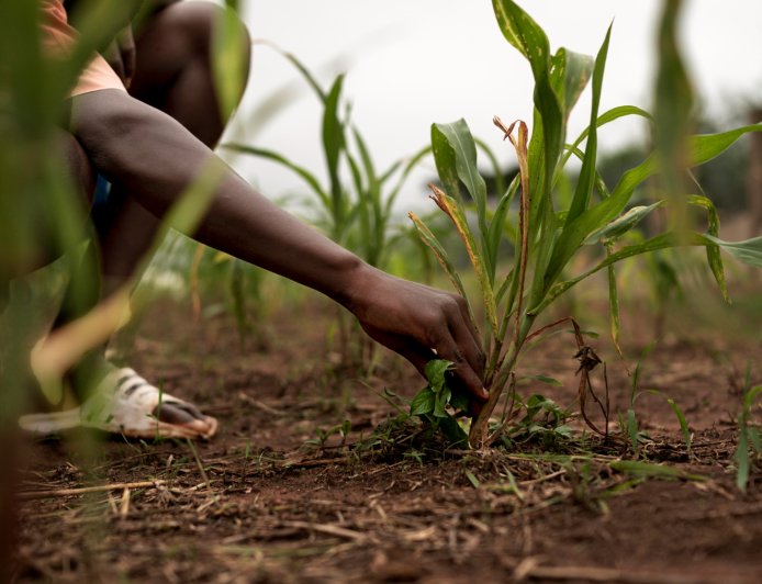 How Blockchain Could Transform Agriculture Across Africa