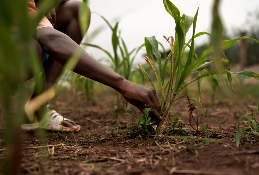 How Blockchain Could Transform Agriculture Across Africa